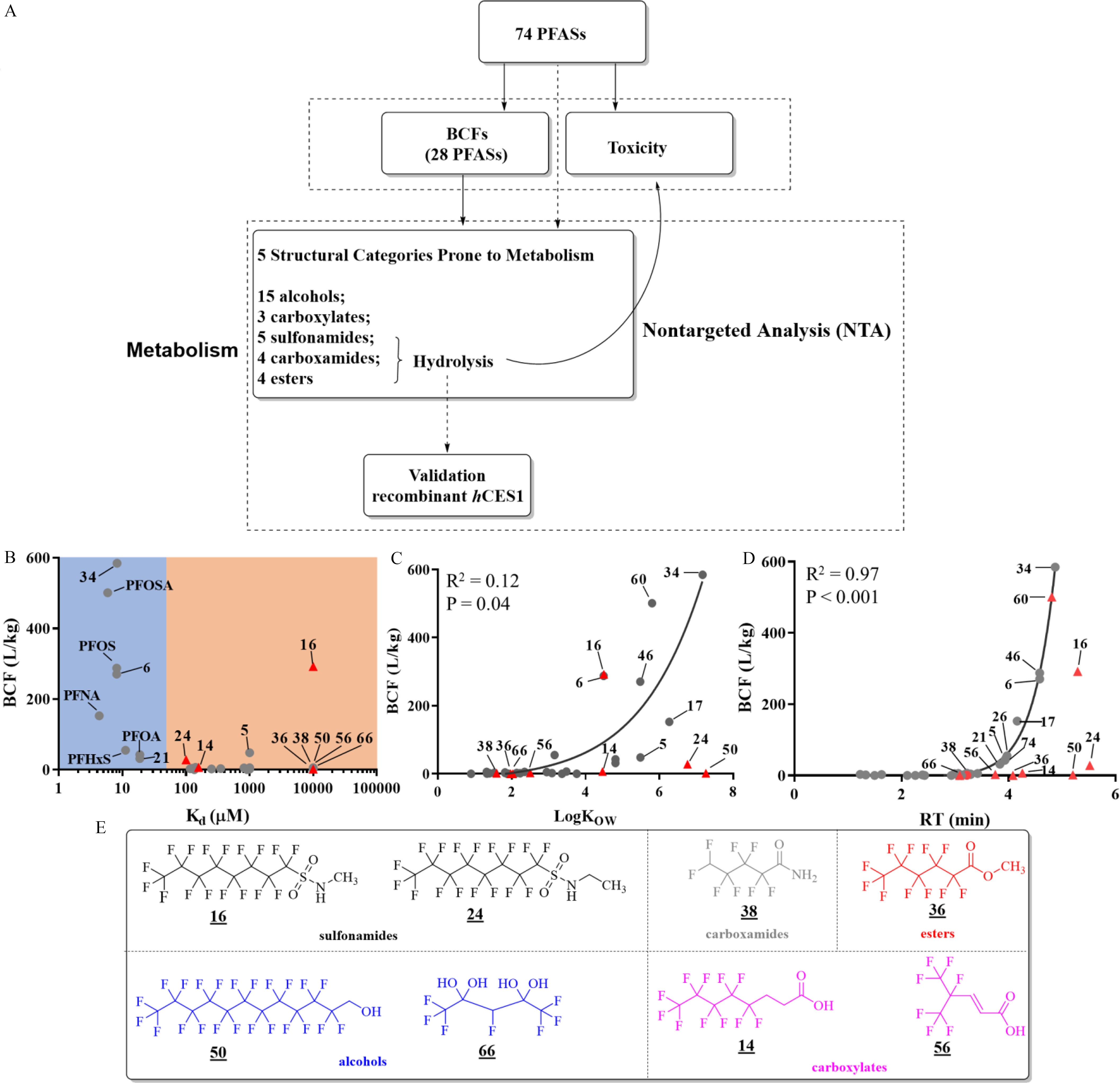 Figure 1A is a flowchart having four steps. Step 1: 74 per- and polyfluoroalkyl substances leads to bioconcentration factors (28 per- and polyfluoroalkyl substances), Toxicity, and Nontargeted analysis, which includes 5 structural categories prone to metabolism: 15 alcohols, 3 carboxylates, and hydrolysis, including 5 sulfonamides, 4 carboxamides, and 4 esters. Step 2: bioconcentration factors (28 per- and polyfluoroalkyl substances) leads to Nontargeted analysis, which includes 5 structural categories prone to metabolism: 15 alcohols, 3 carboxylates, and hydrolysis, including 5 sulfonamides, 4 carboxamides, and 4 esters. Step 3: Hydrolysis leads to toxicity. Step 4: Nontargeted analysis, which includes 5 structural categories prone to metabolism: 15 alcohols, 3 carboxylates, and hydrolysis, including 5 sulfonamides, 4 carboxamides, and 4 esters leads to Validation recombinant human recombinant liver carboxylesterase 1. Figure 1B is a graph, plotting bioconcentration factor (liters per kilogram), ranging 0 to 600 in increments of 200 (y-axis) across dissociation constant (micromolar), ranging from 1 to 10 in increments of 9, 10 to 100 in increments of 90, 100 to 1,000 in increments of 900, 10,000 to 100,000 in increments of 90,000 (x-axis). Figures 1C and 1D are line graphs, plotting bioconcentration factor (liters per kilogram), ranging 0 to 600 in increments of 200 (y-axis) across log of octanol/water partition coefficient, ranging from 0 to 8 in increments of 2 and retention time (minutes), ranging from 0 to 6 in increments of 2 (x-axis) for uppercase r squared and uppercase p, respectively. Figure 1E is a representative chemical structure of eight polyfluoroalkyl substances prone to metabolism, which are grouped into five structural categories, namely, sulfonamides, including two structures, namely, 16 and 24; carboxamides, including one structure, namely, 38; esters, including one structure, namely, 36; alcohols, including two structures, namely, 50 and 66; and carboxylates, including two structures, namely, 14 and 56.