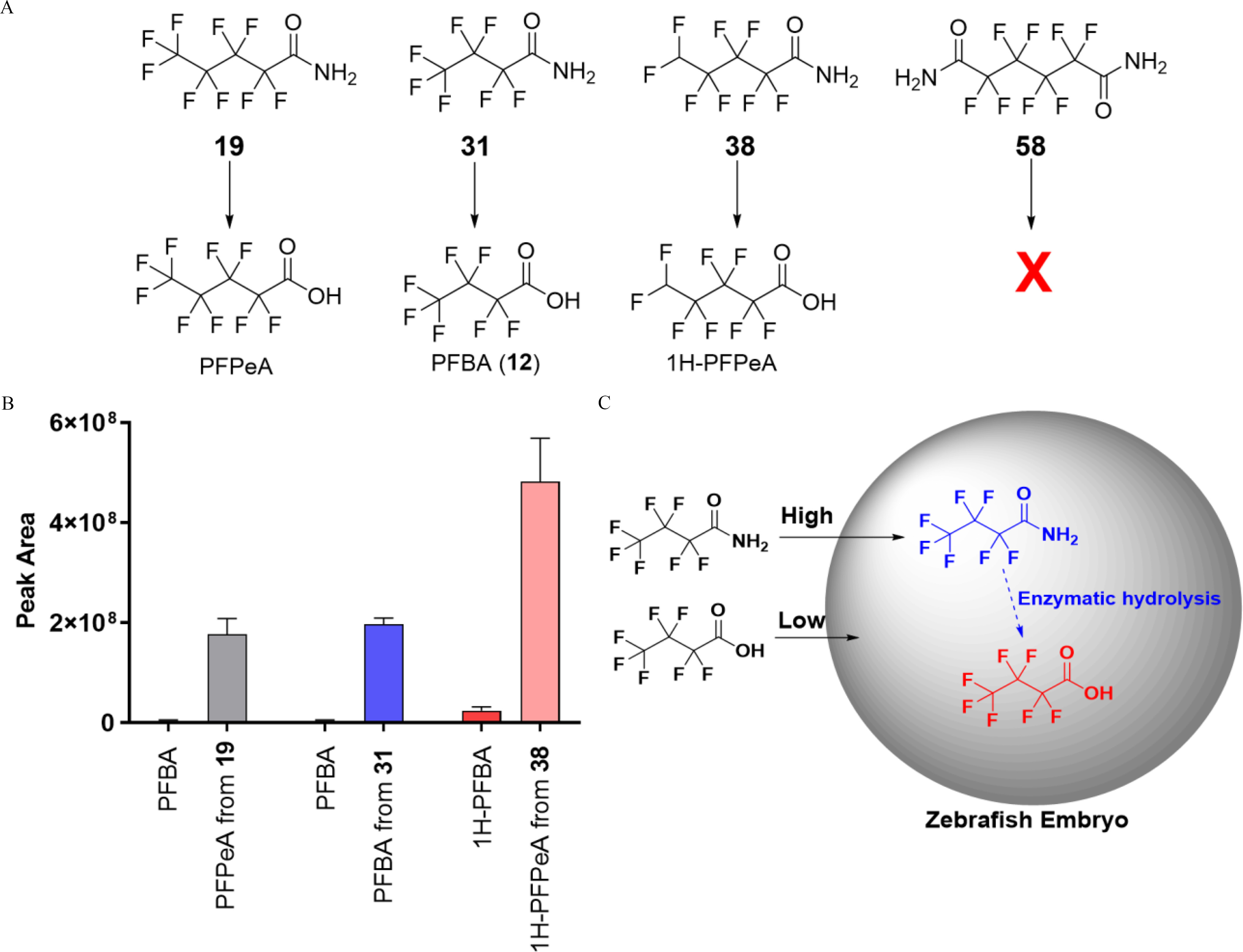 Figure 3A is a representative chemical structure of the metabolism of carboxamides, including Perfluoropentanoic Acid: 19, Perfluorobutanoic acid (12): 31, 1 H-Perfluoropentanoic Acid: 38, and uppercase x: 58 to corresponding shorter-chain perfluorinated carboxylic acids in zebrafish larvae. Figure 3B is a bar graph, plotting Peak Area, ranging as 0, 2 times 10 begin superscript 8 end superscript, 4 times 10 begin superscript 8 end superscript, and 6 times 10 begin superscript 8 end superscript (y-axis) across Perfluorobutanoic acid, Perfluoropentanoic acid from 19, Perfluorobutanoic acid, Perfluoropentanoic acid from 31, 1 H-Perfluorobutanoic acid, and 1 H-Perfluoropentanoic acid from 38 (x-axis). Figure 3C is a representative illustration of a zebrafish embryo titled Zebrafish Embryo depicting the proposed mechanisms for the enhanced bioaccumulations of shorter-chain perfluorinated carboxylic acids in zebrafish larvae via metabolism from perfluoroalkyl carboxamides. The ratio of amino radical is high outside and low inside the embryo. The ratio of hydroxide is low outside and high inside the embryo. Inside the embryo, the amino moiety is converted by enzymatic hydrolysis to a hydroxyl moiety.