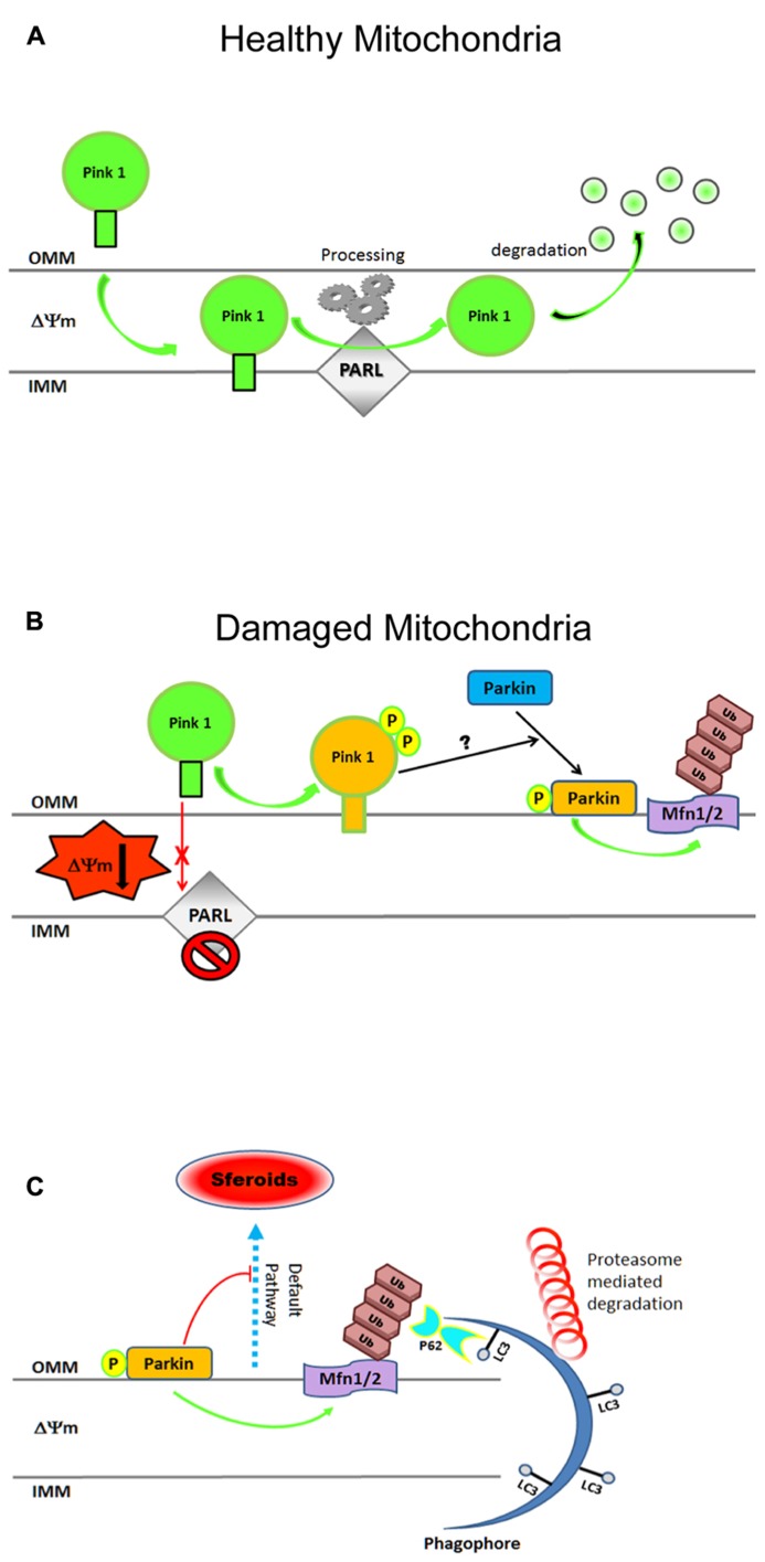 FIGURE 3