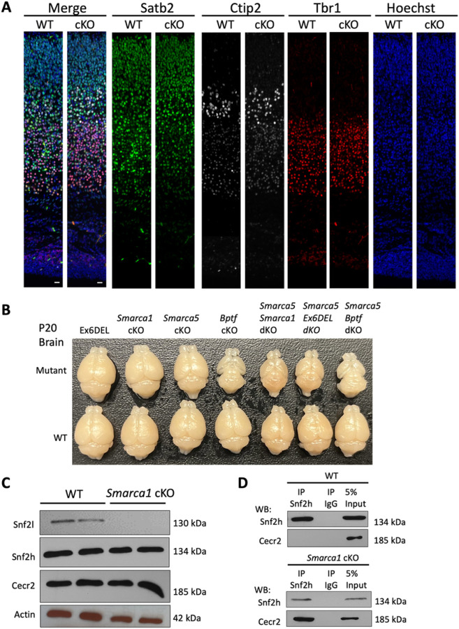 Figure 6: