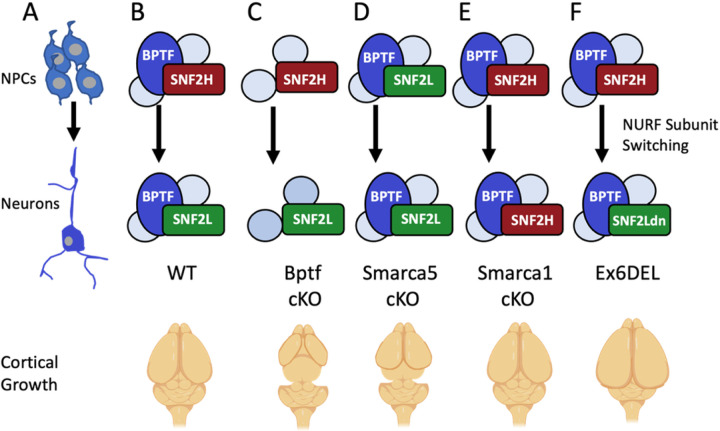 Figure 7: