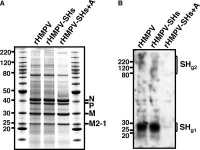 FIG. 5.