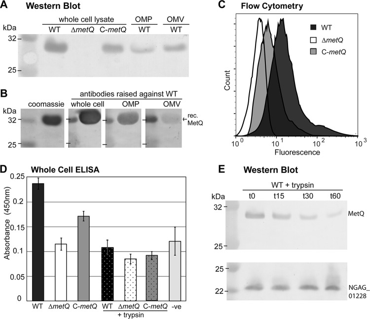 FIG 2