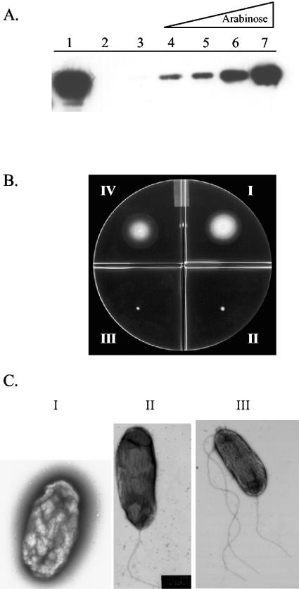 FIG. 6.