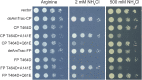 Figure 4—figure supplement 1.