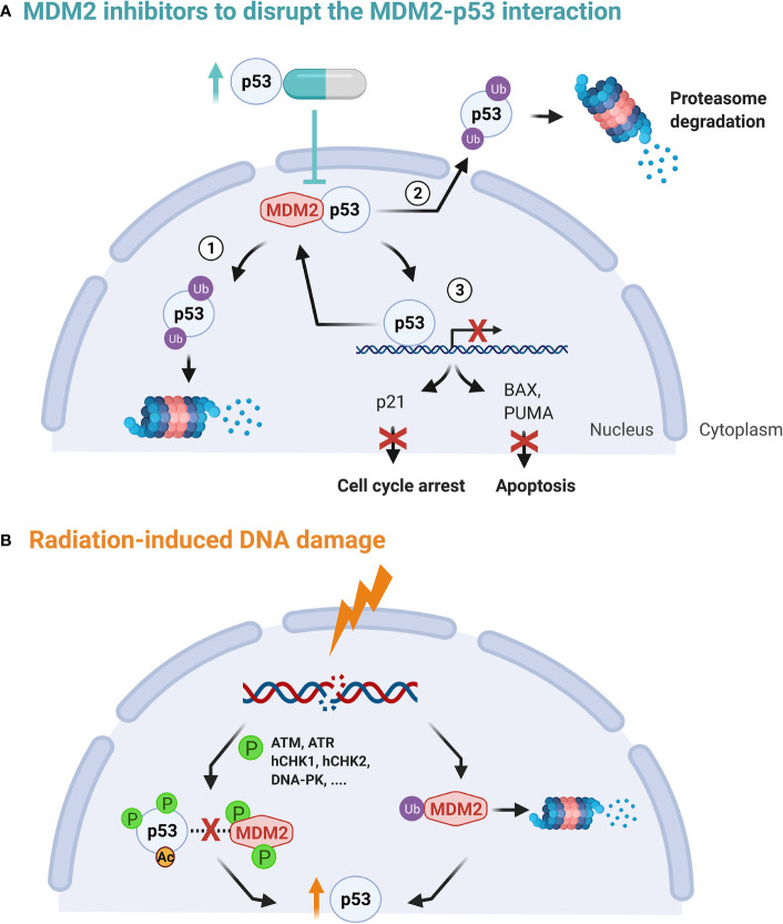 Figure 2