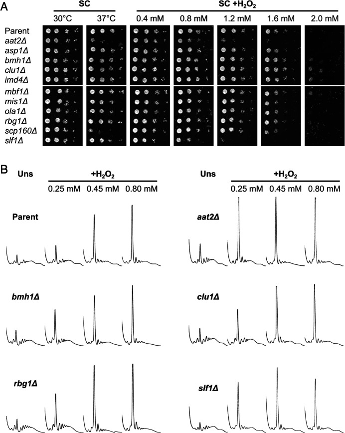 Figure 4—figure supplement 1.