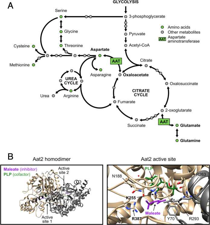 Figure 7—figure supplement 1.