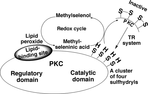 FIGURE 11.