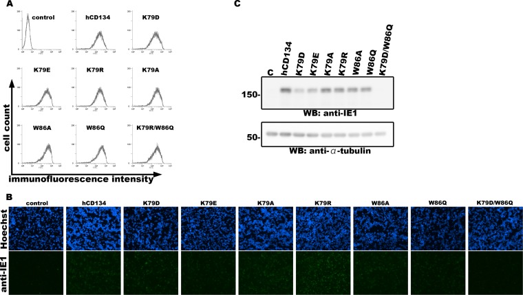 FIG 2