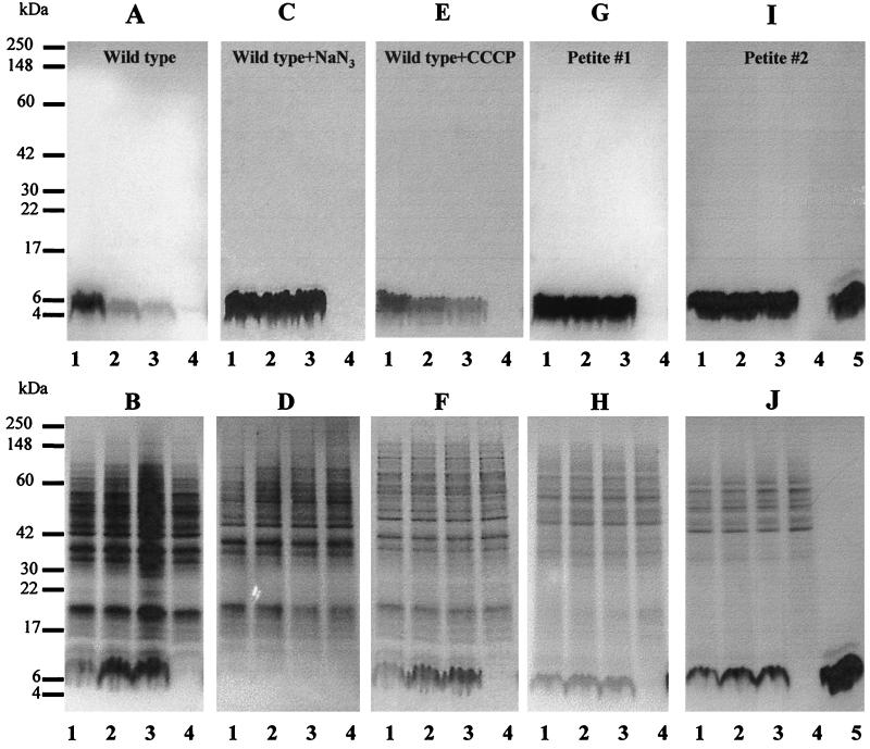 FIG. 6