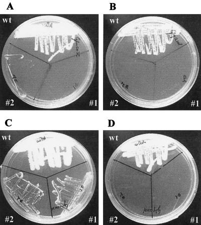 FIG. 1