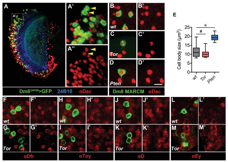 Figure 1—figure supplement 1.