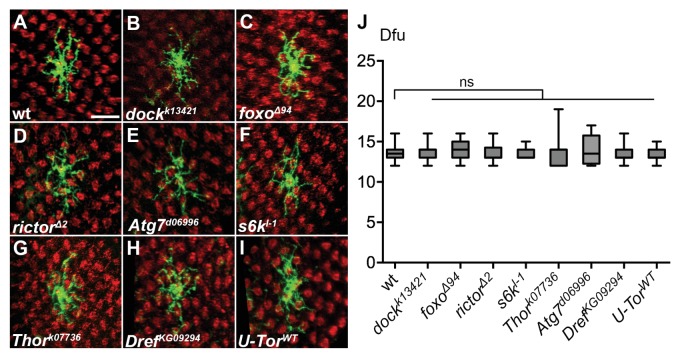 Figure 2—figure supplement 1.