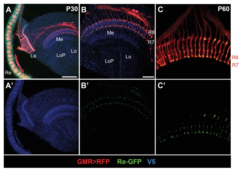 Figure 4—figure supplement 1.