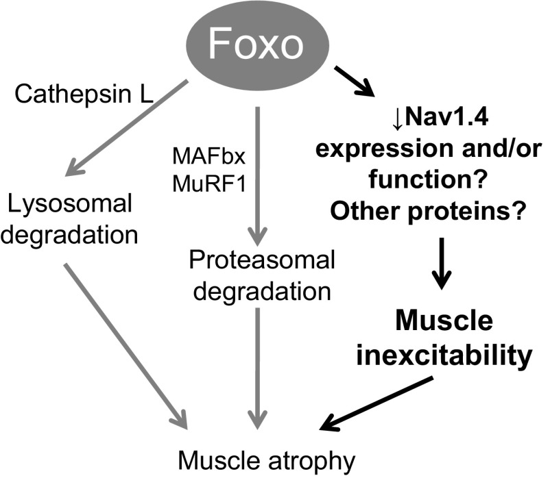 Fig. 9.