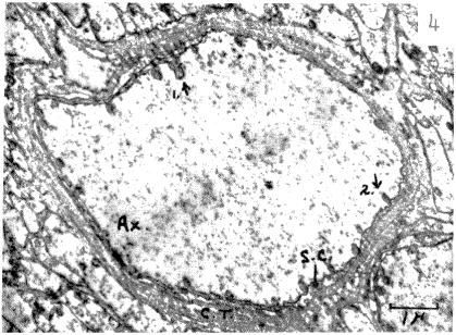 graphic file with name pnas00736-0098-a.jpg