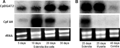 FIG. 7.