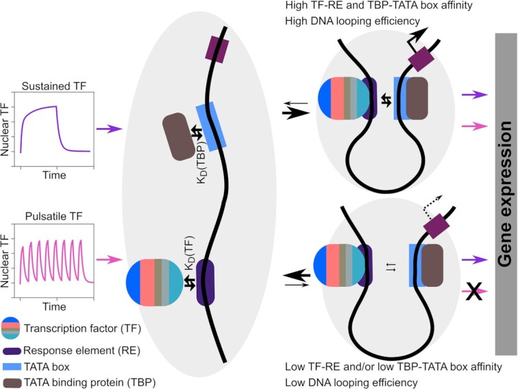 Graphical Abstract