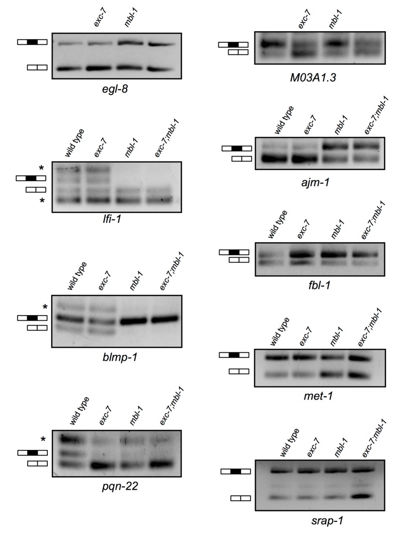 Figure 5—figure supplement 1.