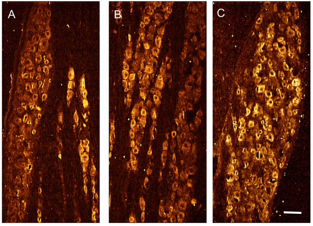 Figure 3.