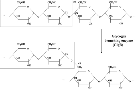 SCHEME 1.