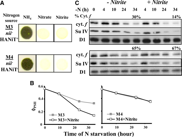 Figure 11.