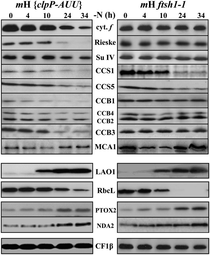 Figure 6.