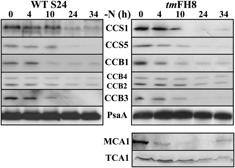 Figure 4.