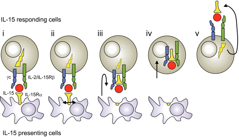 Fig. 6.