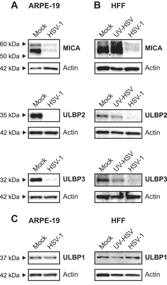 FIG 6