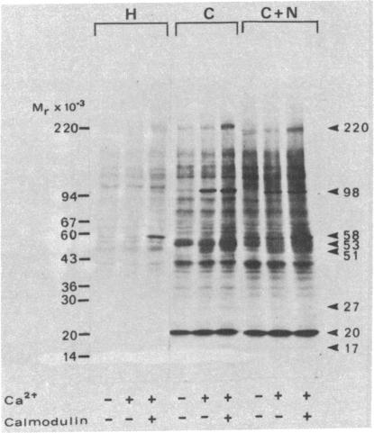 graphic file with name pnas00629-0115-a.jpg