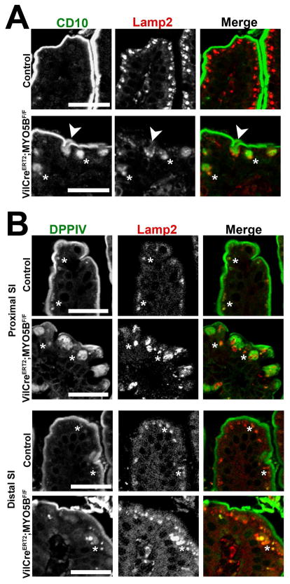 Figure 18