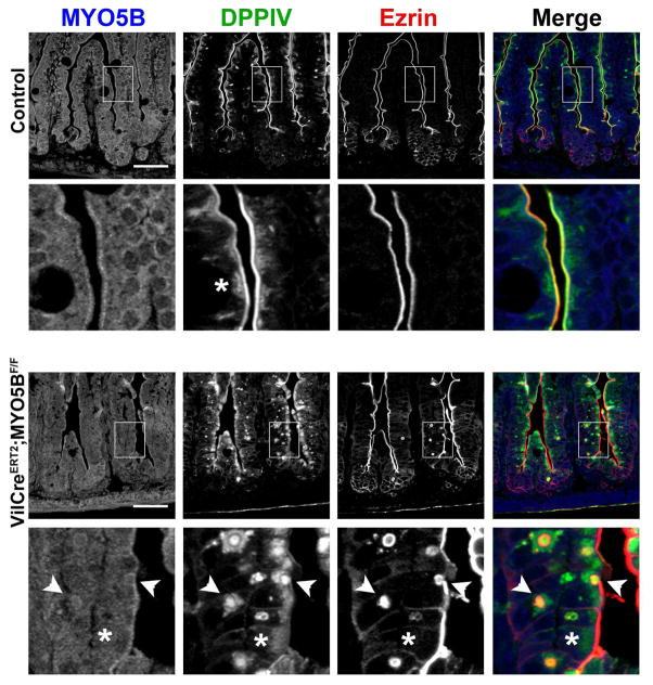 Figure 21