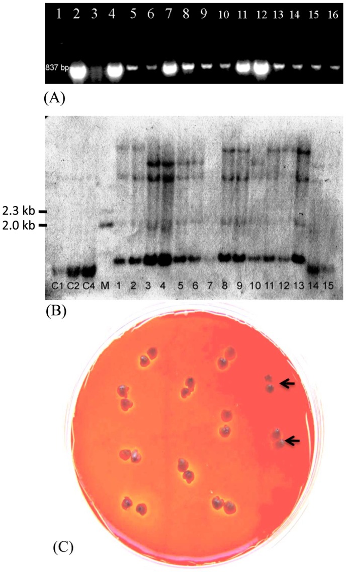 Figure 4