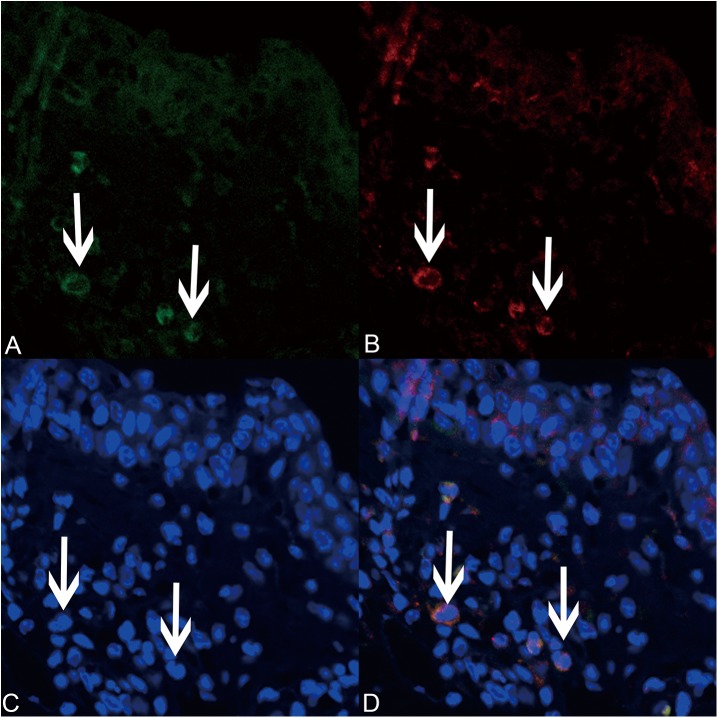 Fig 8