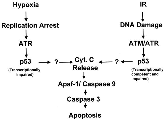 FIG. 8.