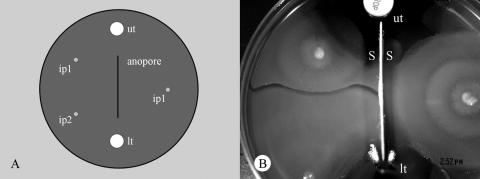 FIG. 1.