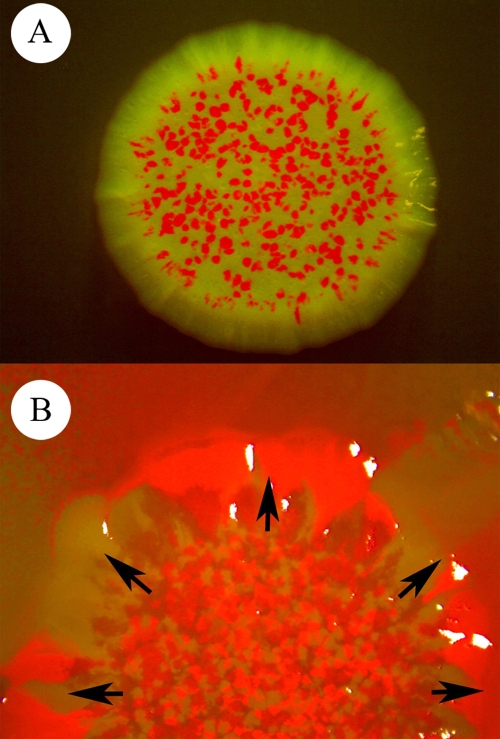 FIG. 6.