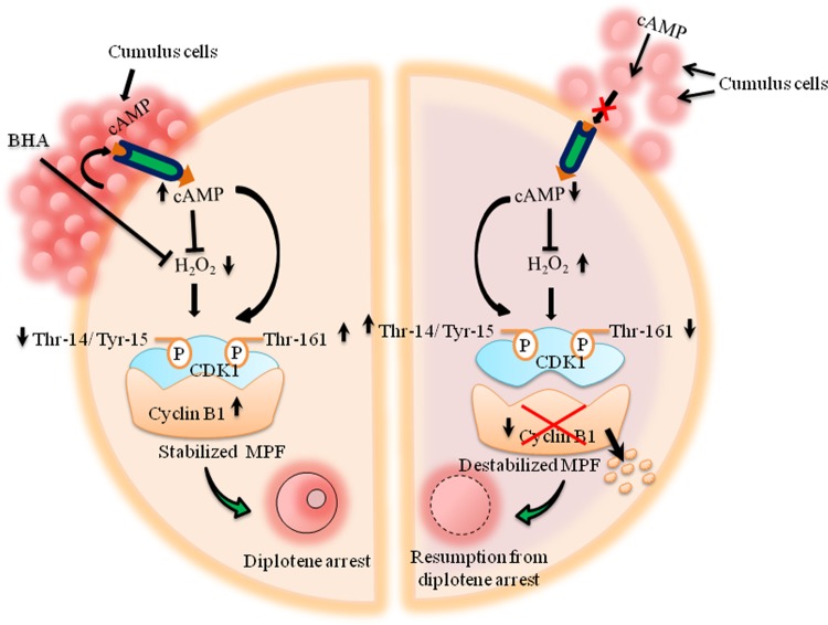 FIG. 10.