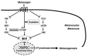 Figure 35