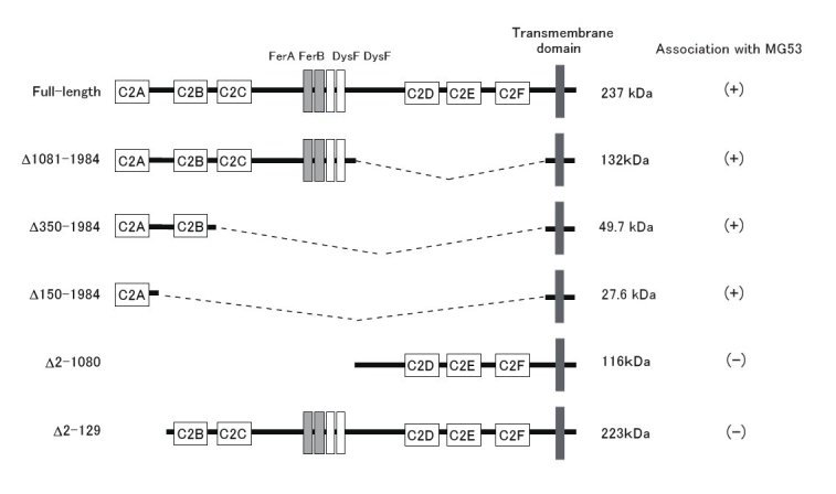 Identification of MG53-binding region of dysferlin.