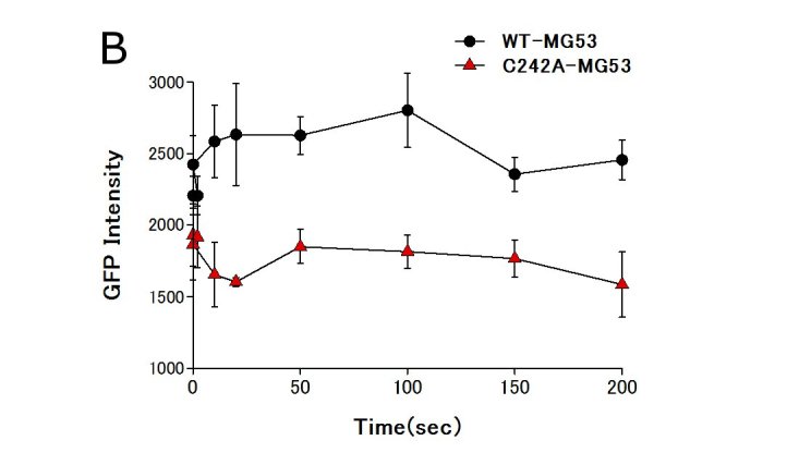 Membrane repair assay of myofiber transfected with dysferlin-GFP and RFP-MG53.