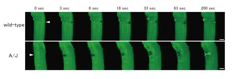 Membrane repair assay of myofiber using dysferlin-deficient myofiber transfected with GFP-MG53. 