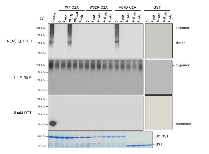 Pull-down assay of dysferlin C2A-GST and MG53.