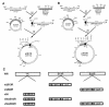 FIG. 1.