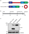 Figure 1.