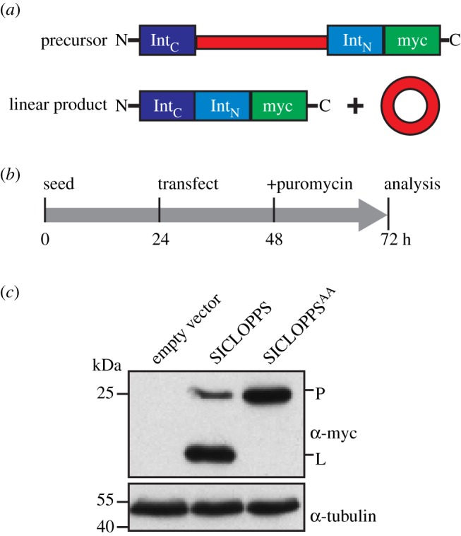 Figure 1.