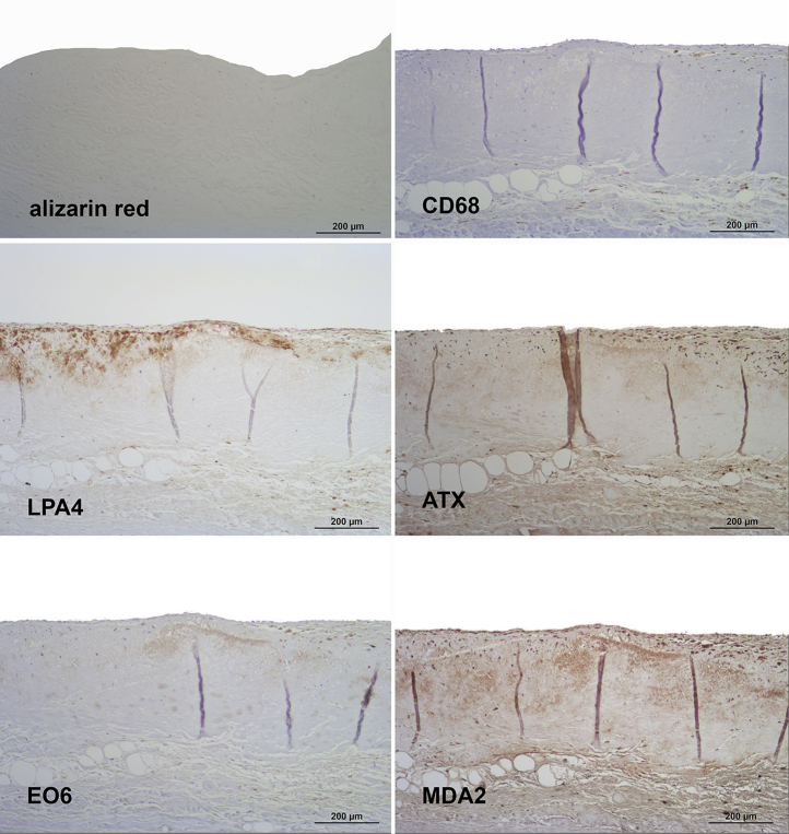 Figure 3