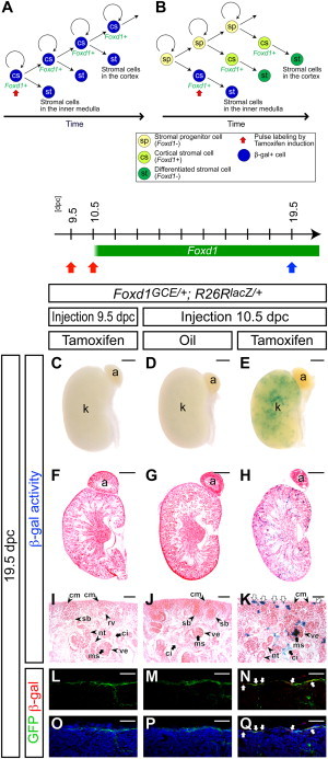 Figure 5